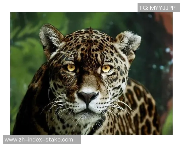 老虎与美洲豹的生存之争谁才是丛林之王的真正代表